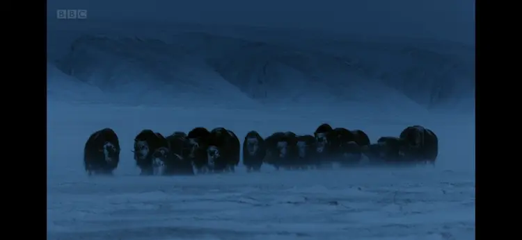 Muskox (Ovibos moschatus) as shown in A Perfect Planet - The Sun